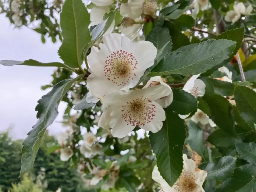 Eucryphia hillieri