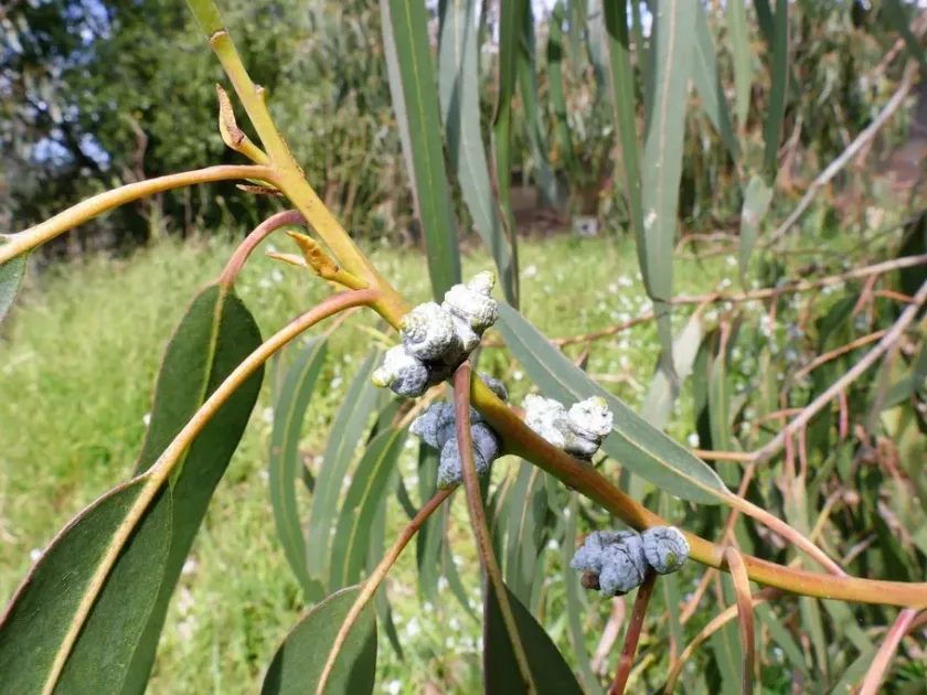 Eucalyptus bicostata