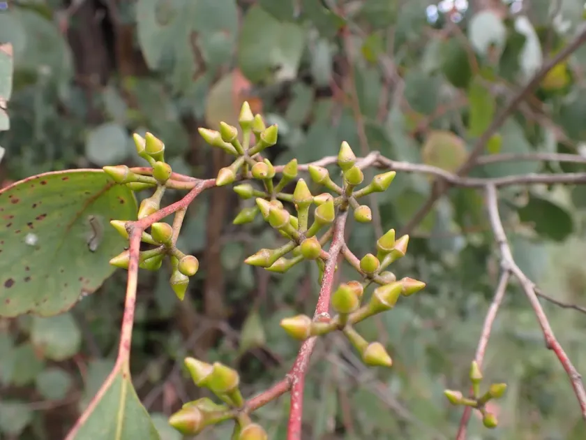 Eucalyptus camphora