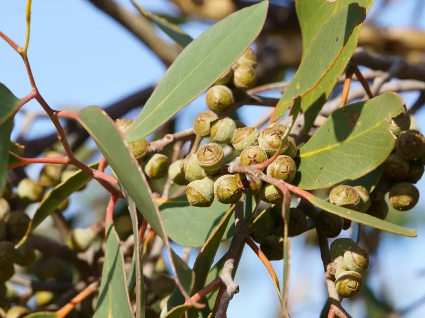 Brown stringybark