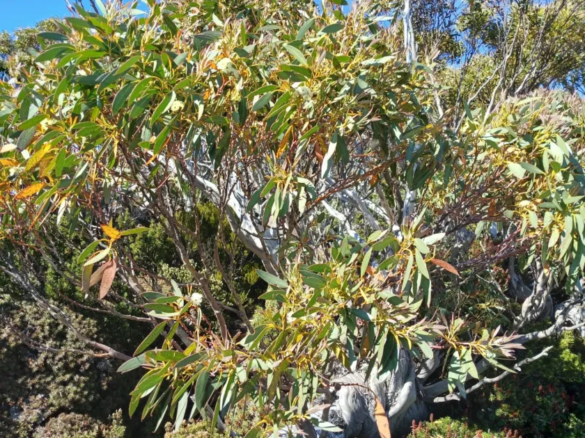 Eucalyptus coccifera
