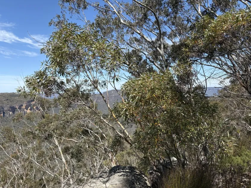 Eucalyptus dendromorpha