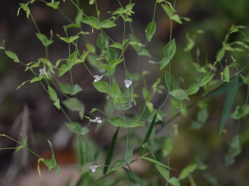 Canscora decussata