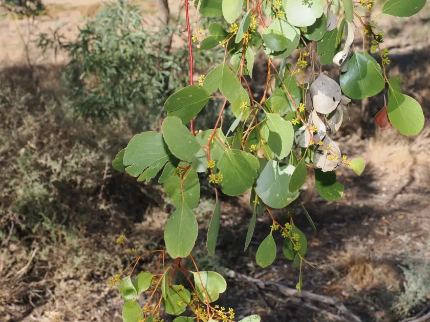 Eucalyptus populnea