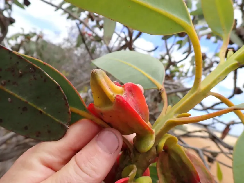 Eucalyptus tetraptera
