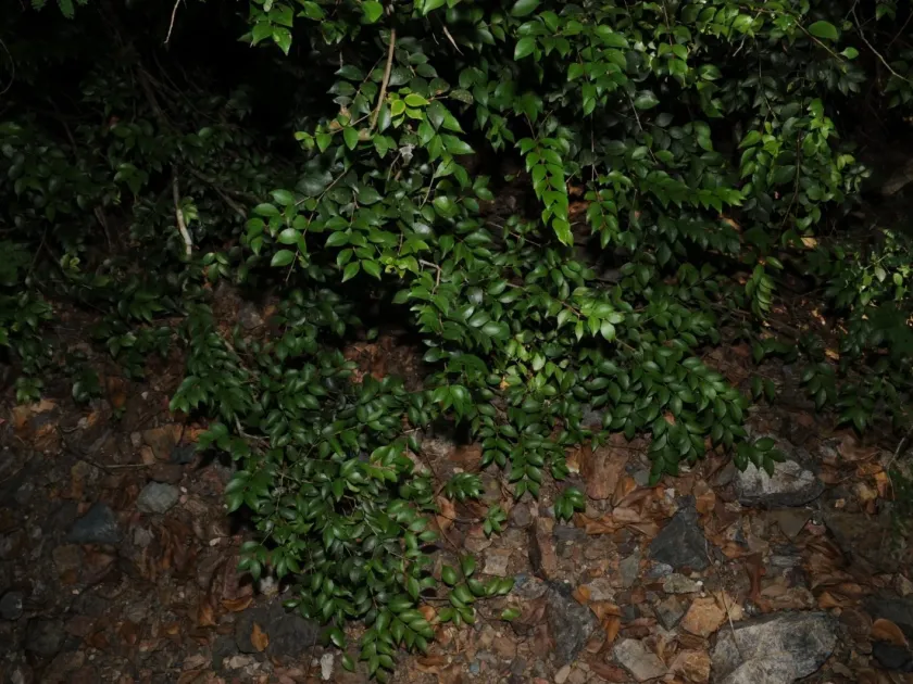 Eugenia procera