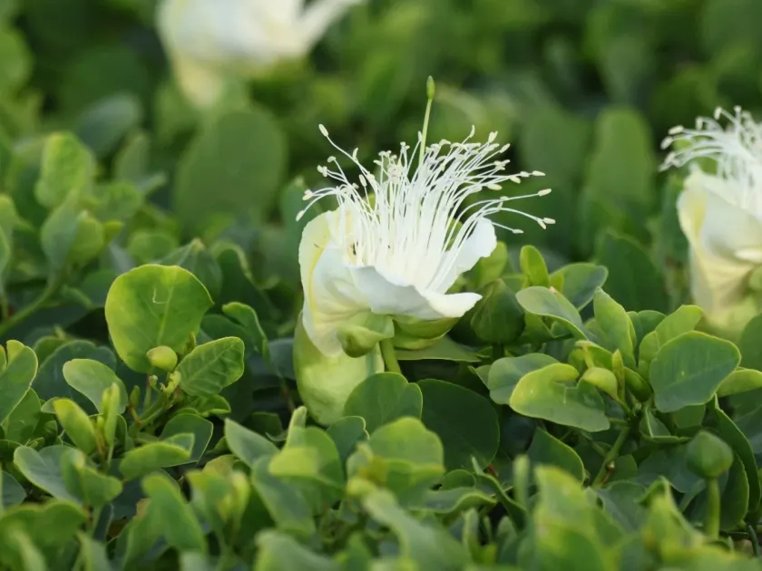 Caper bush