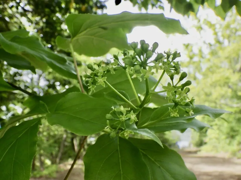 Evodiopanax innovans