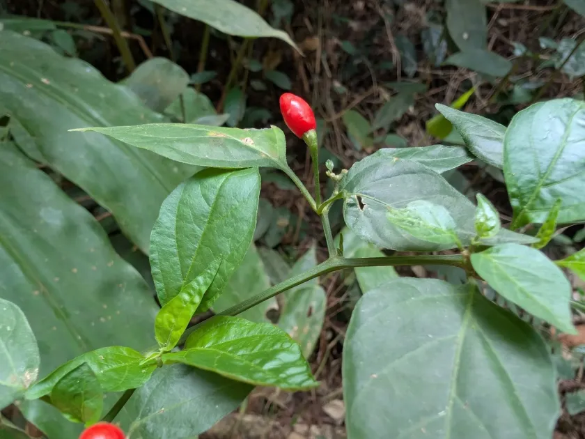 Chili pepper