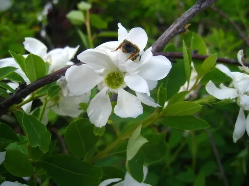 Exochorda korolkowii