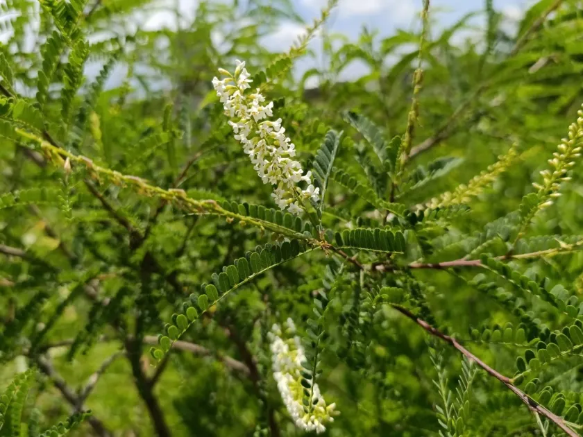Eysenhardtia polystachya