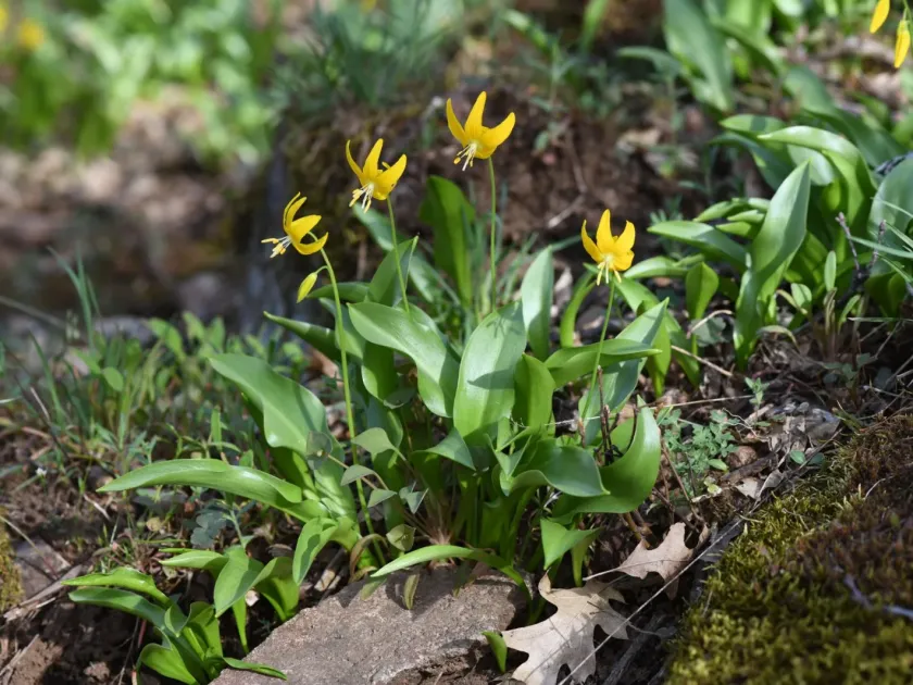 Tuolumne fawn lily