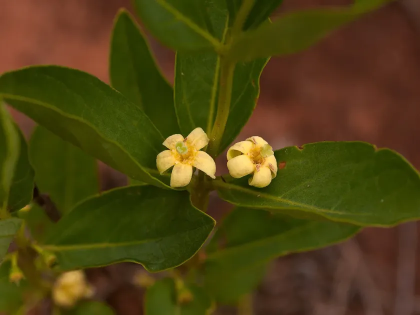 Fadogia tetraquetra