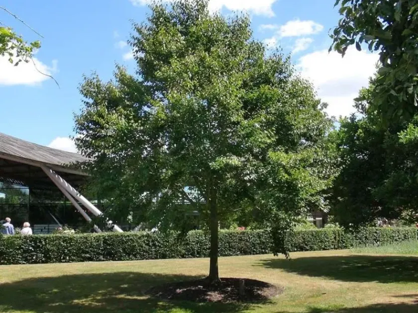 Shining beech