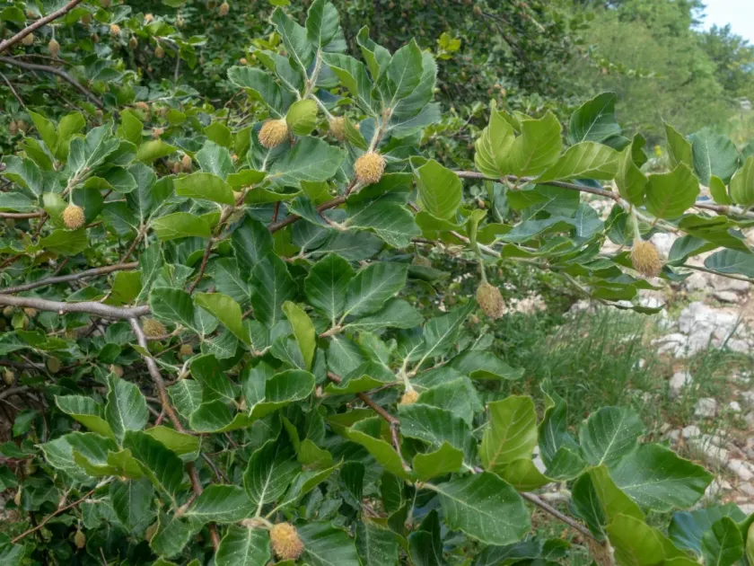 Moesian beech