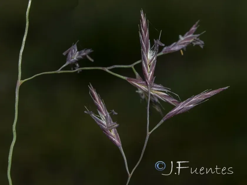 Festuca ampla