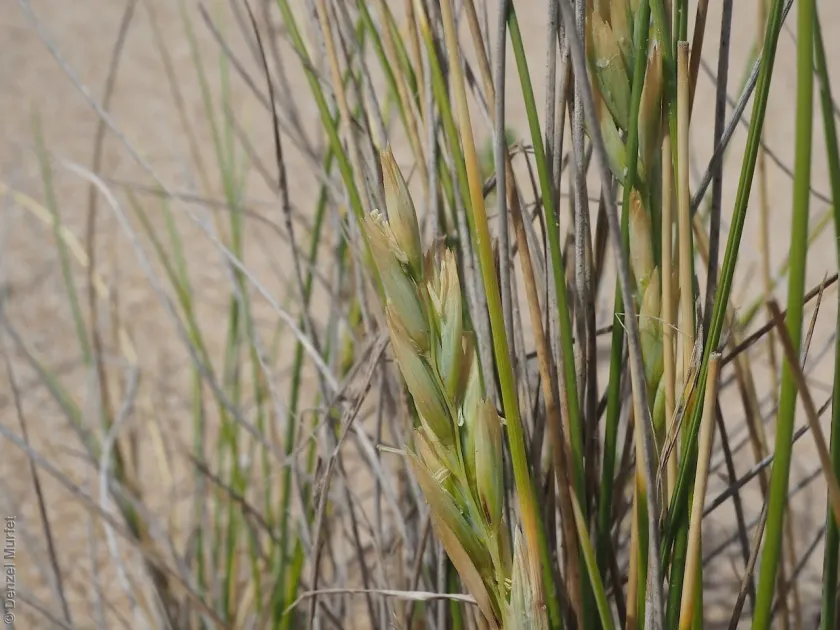 Coastal fescue