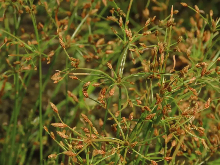 Fimbristylis bisumbellata