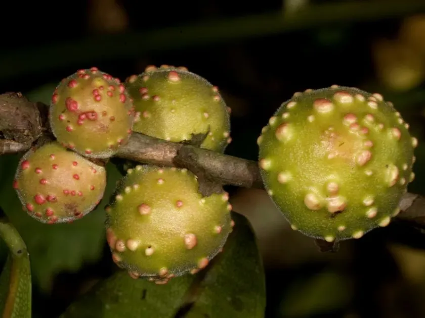 Ficus conraui