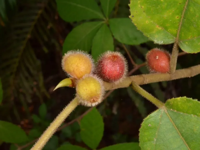 Ficus hirta