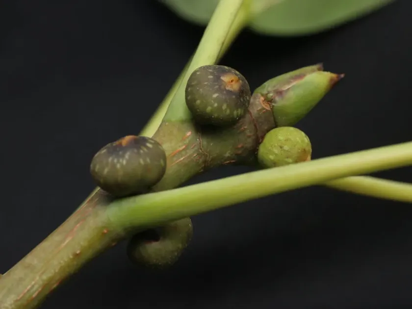 Ficus tsjakela