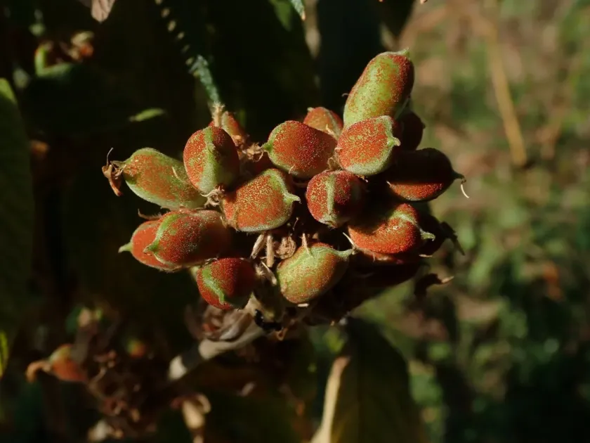 Flemingia grahamiana