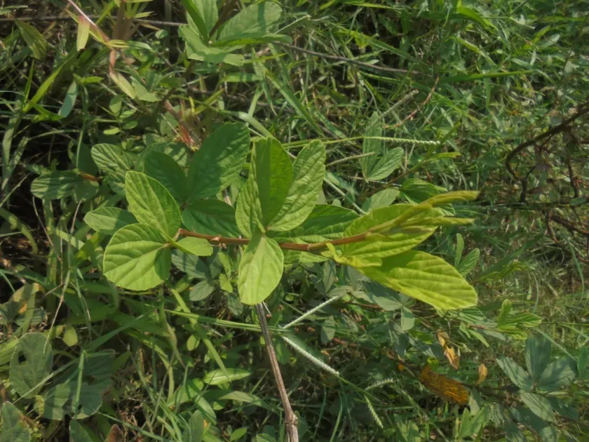 Flemingia lineata