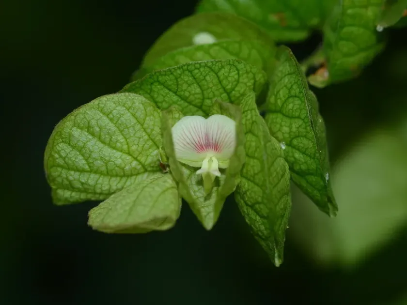 Flemingia strobilifera