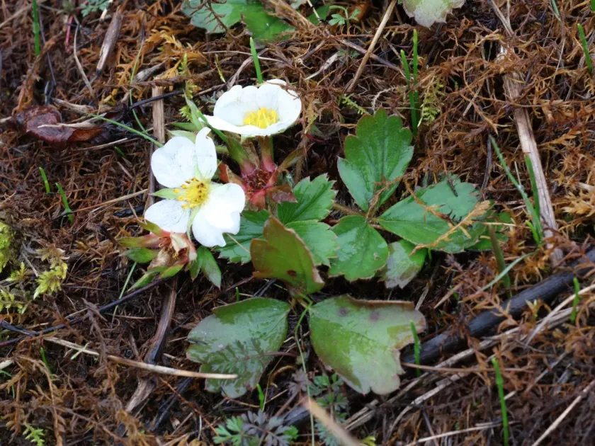 Virginia strawberry