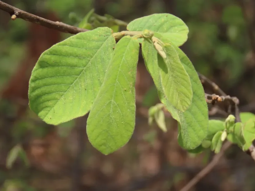 Monanthotaxis obovata