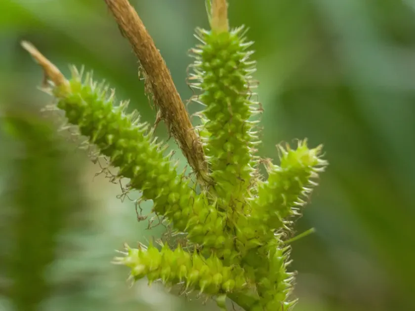 Wahuensis sedge