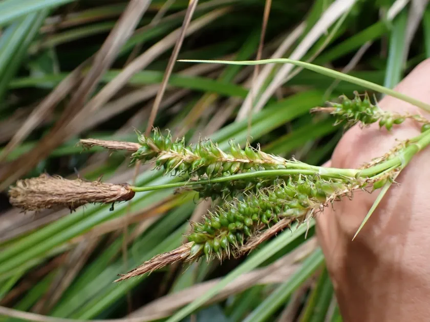 Wahu sedge