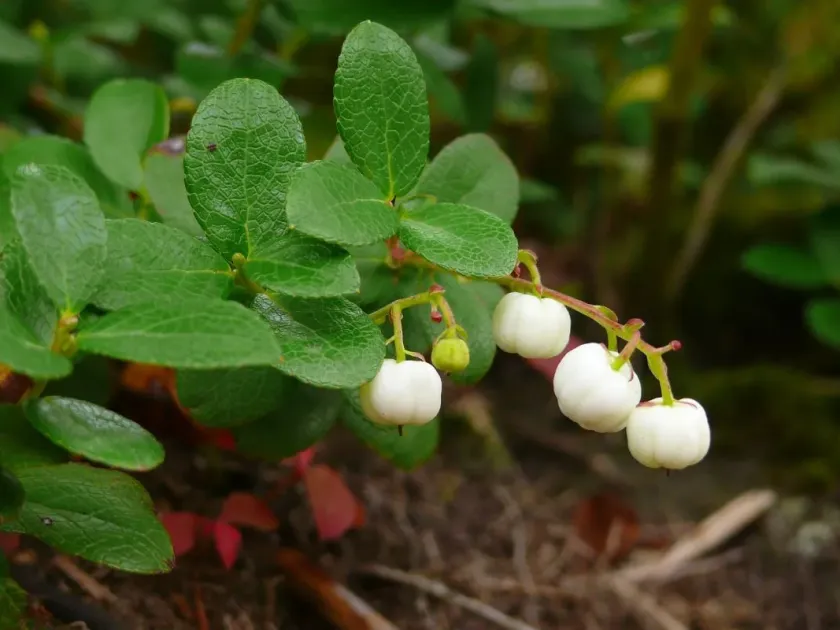 Gaultheria miqueliana