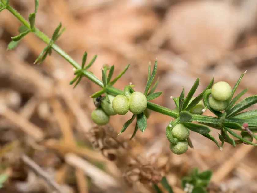 Corn cleavers