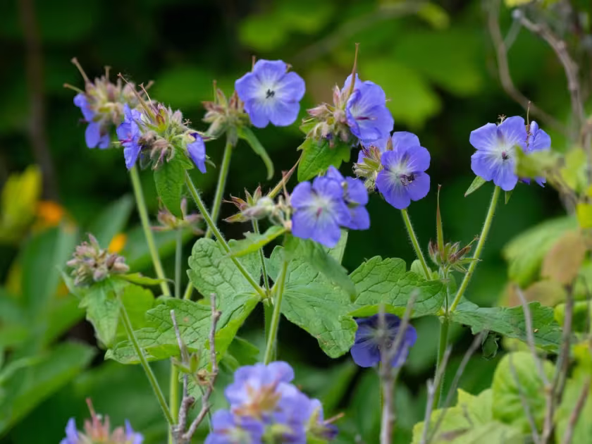 Geranium platyanthum