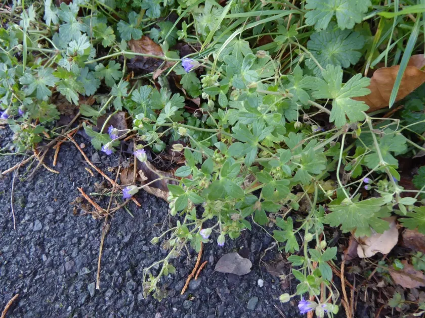 Hedgerow cranesbill
