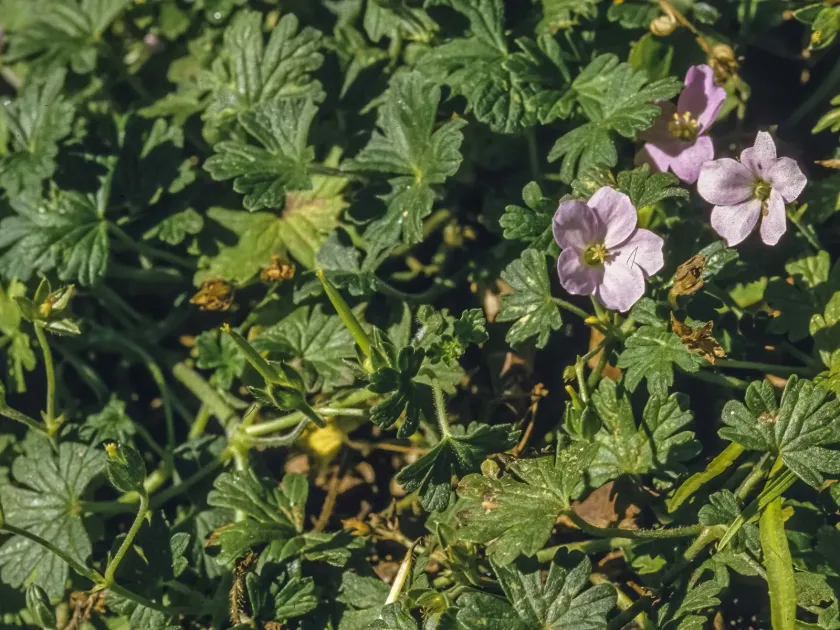 Geranium solandri