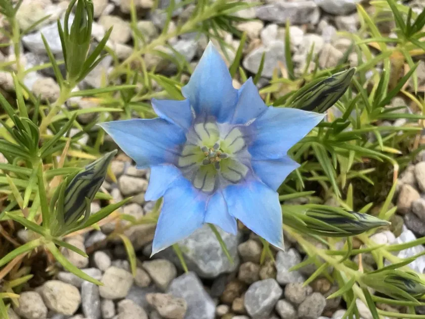 Gentiana lawrencei