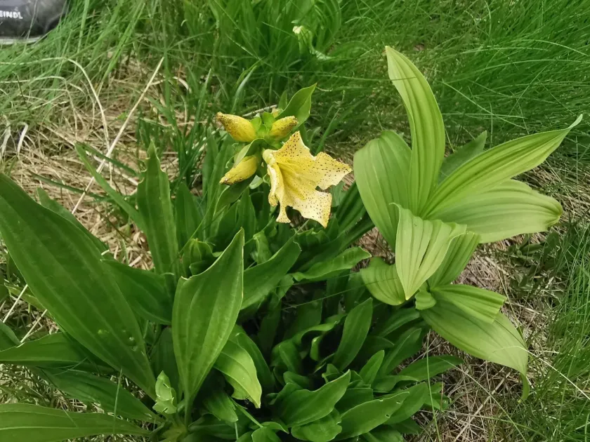 Gentiana punctata