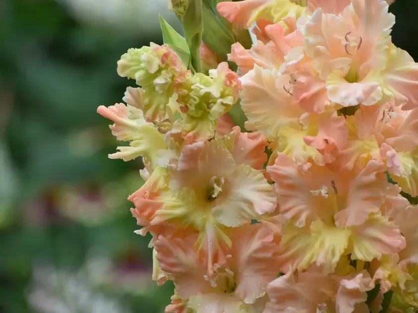 Gladiolus hybrids