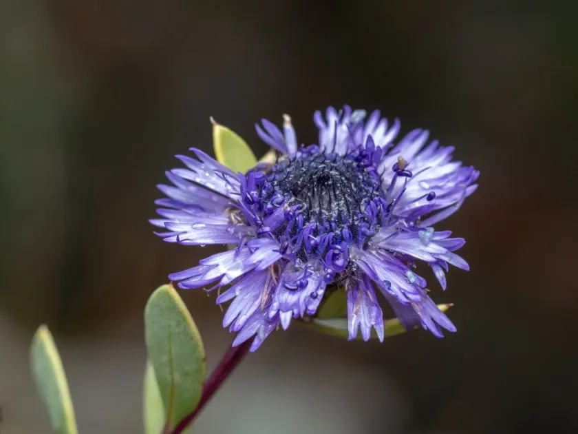Globularia alypum