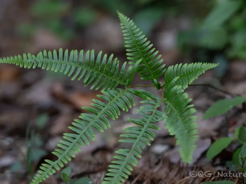 Dicranopteris pedata