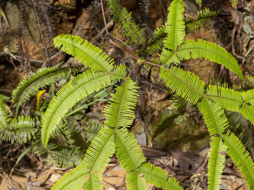 Gleichenia laevigata