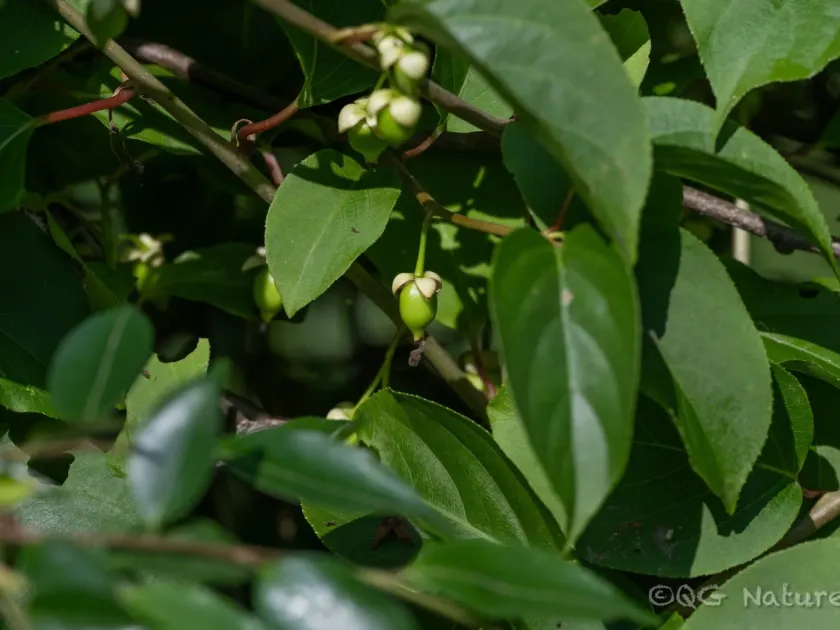 Actinidia valvata