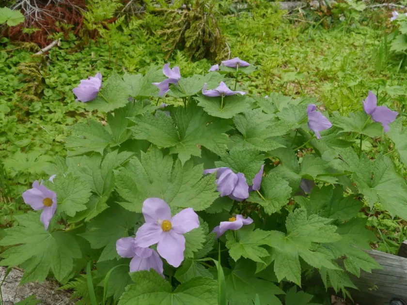 Glaucidium palmatum