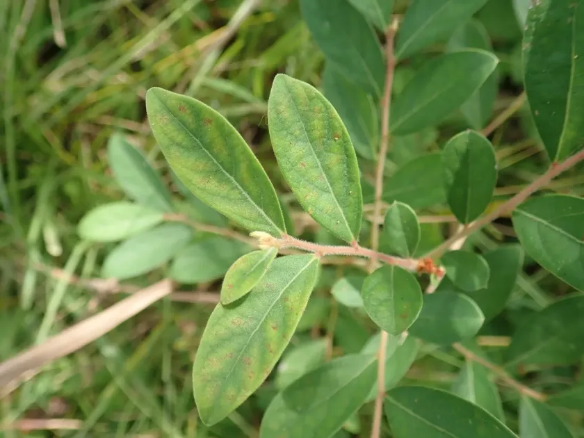Glochidion puberum