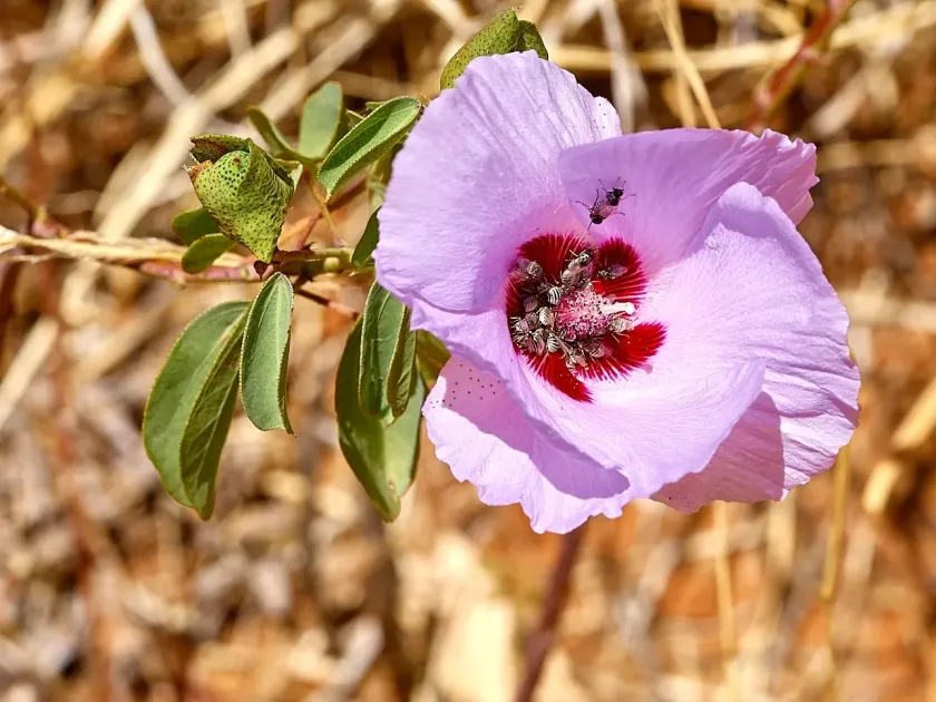 Sturt's Desert Rose