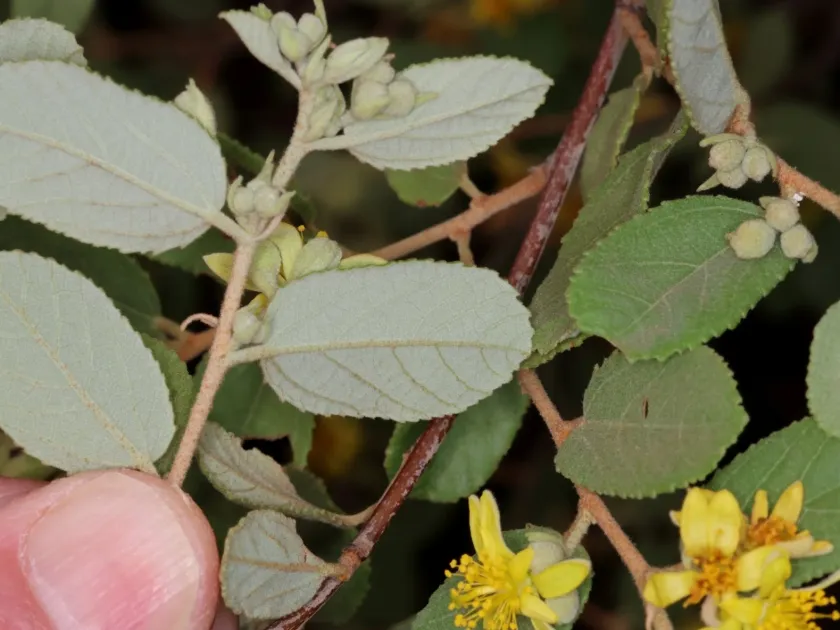 Grewia monticola