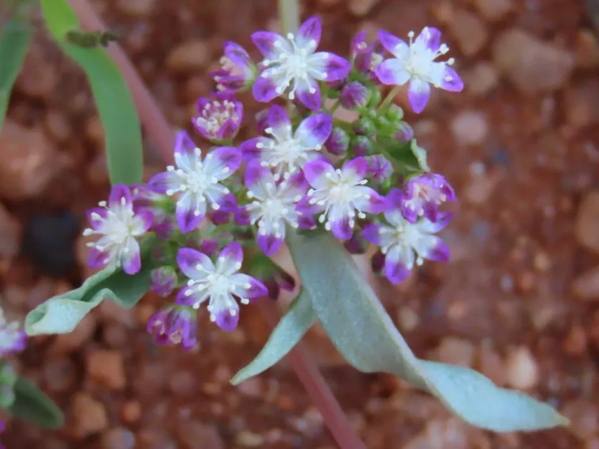 African gisekia