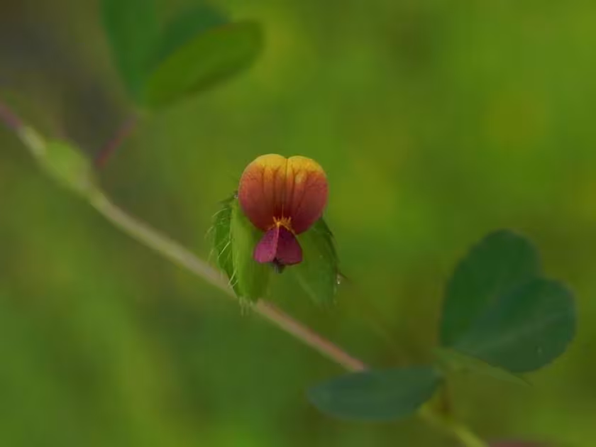 Geissaspis tenella